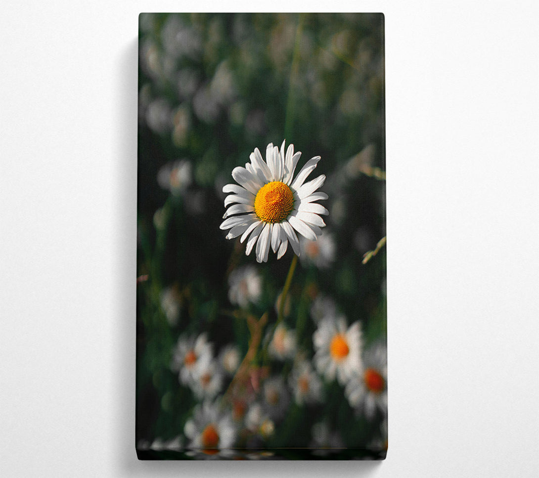  A Canvas Print of White Daisy In Green Canvas Art