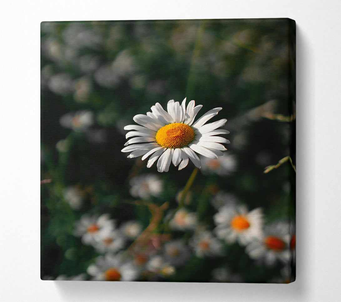 A Canvas Print of White Daisy In Green Canvas Art