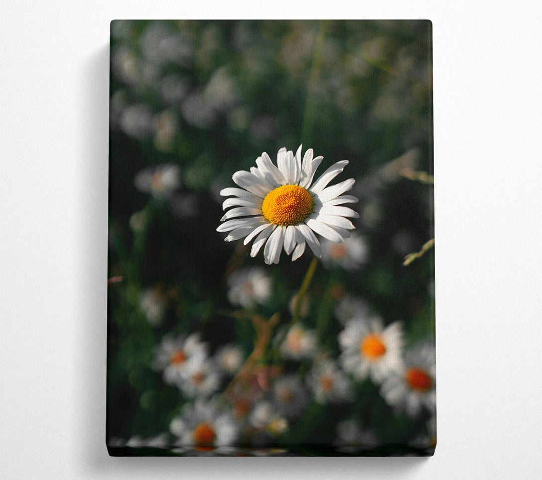  A Canvas Print of White Daisy In Green Canvas Art