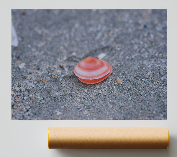 Pink Shell On Sand Poster