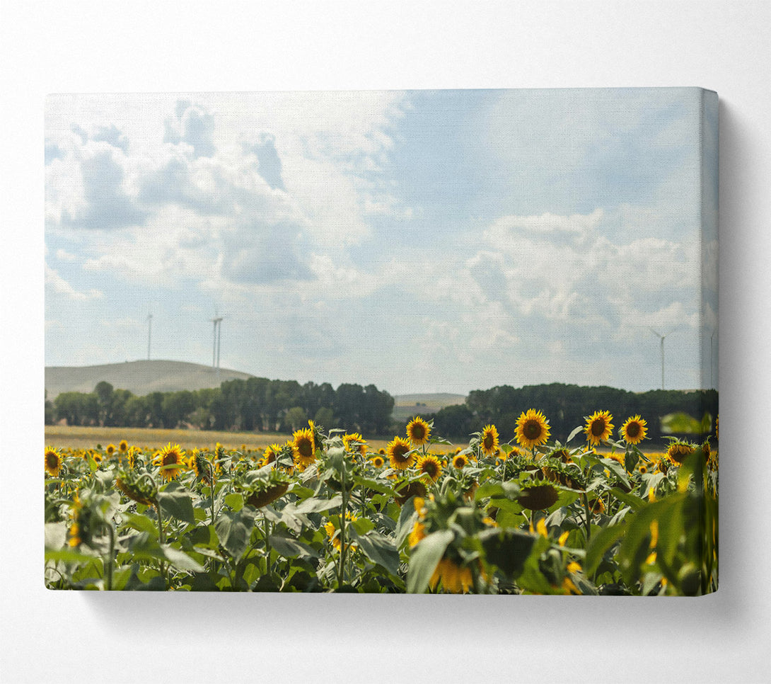  A Canvas Print of Golden Wind Farm Canvas Wall Art