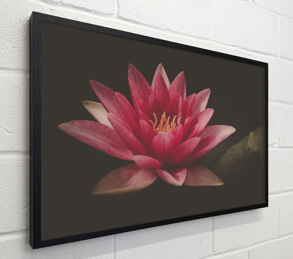 Pink Water Lily Bloom