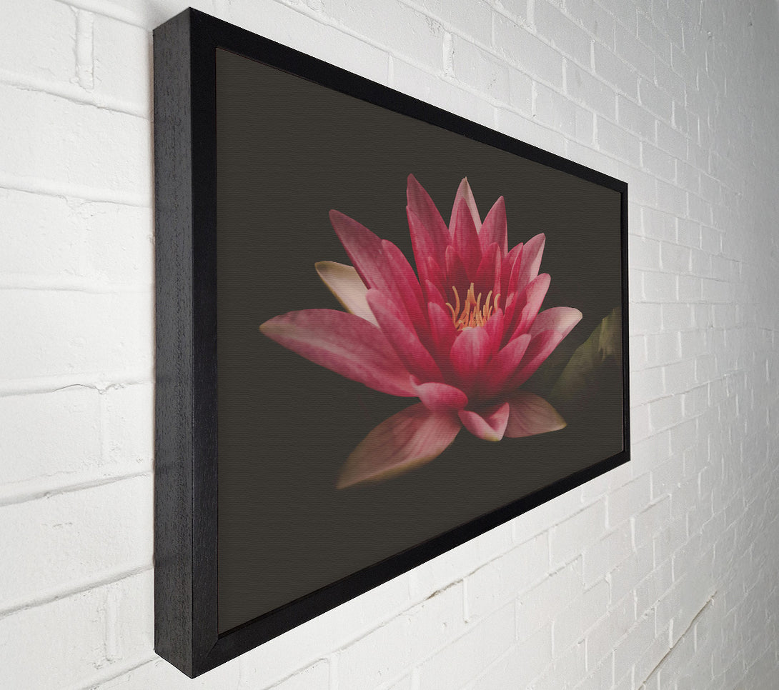  A Canvas Print of Pink Water Lily Bloom Canvas Print