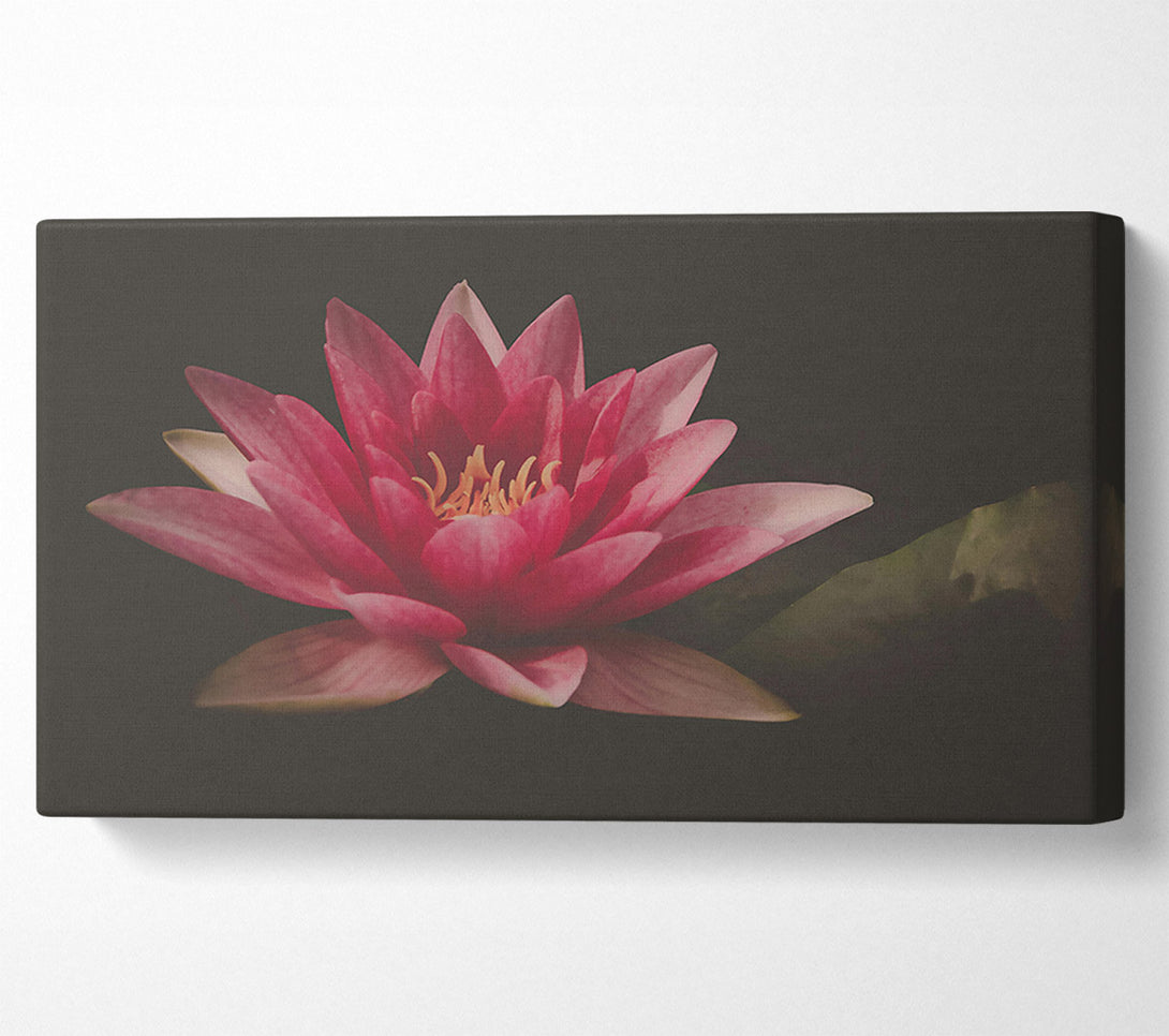  A Canvas Print of Pink Water Lily Bloom Canvas Print