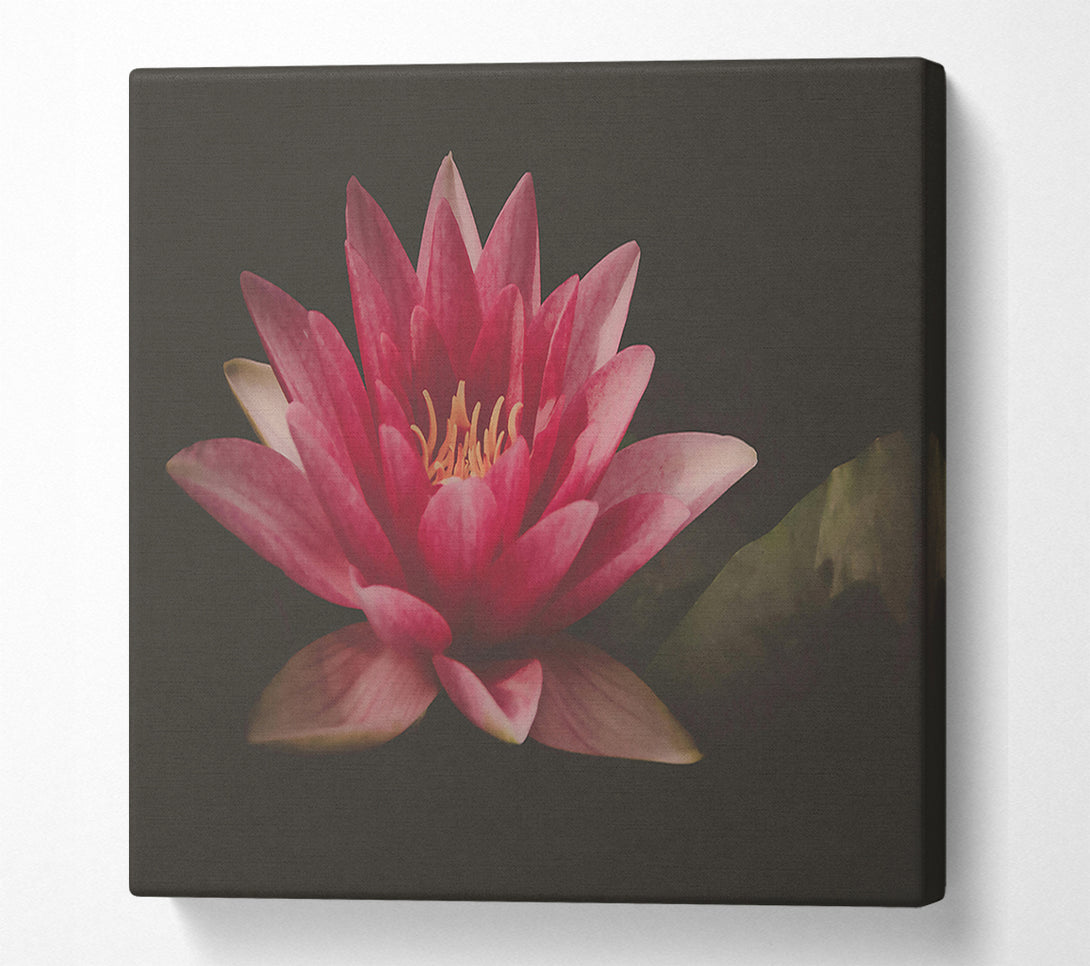  A Canvas Print of Pink Water Lily Bloom Canvas Print