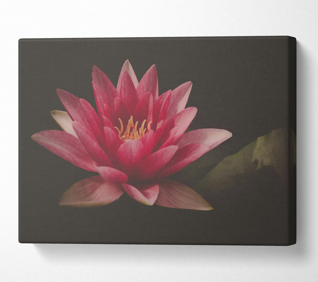  A Canvas Print of Pink Water Lily Bloom Canvas Print