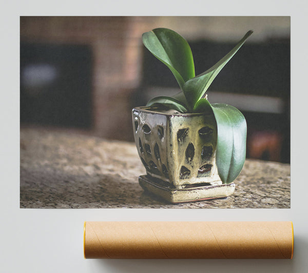 Green In A Brown Pot Giclee Print