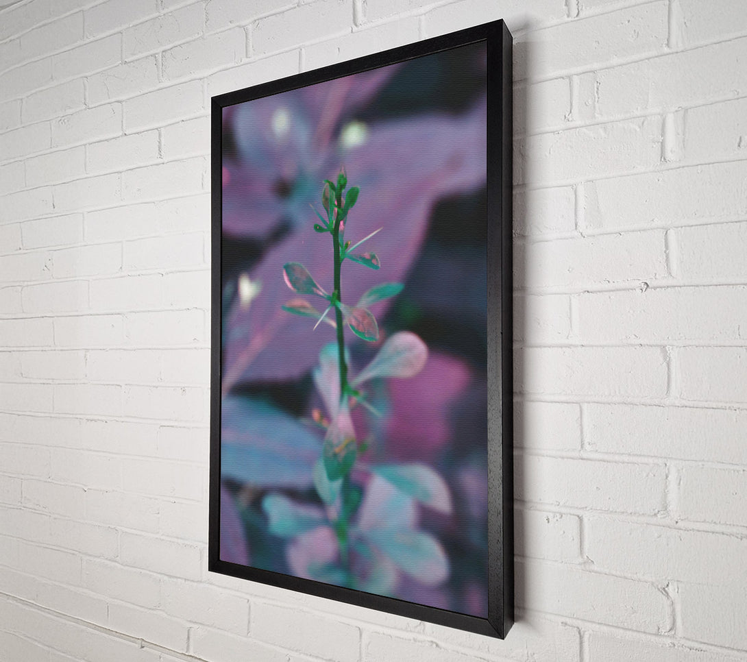  A Canvas Print of Purple Stem Growth Canvas Print