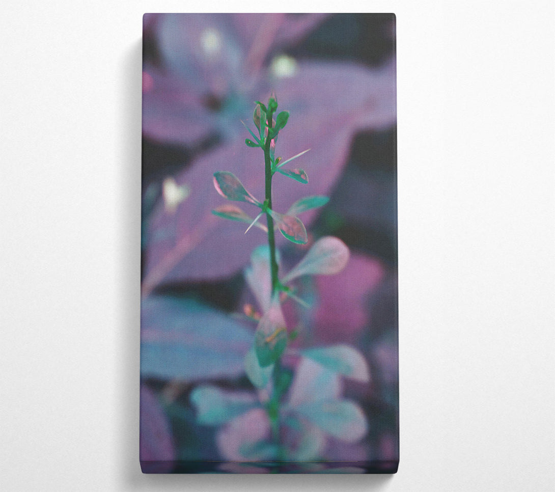  A Canvas Print of Purple Stem Growth Canvas Print