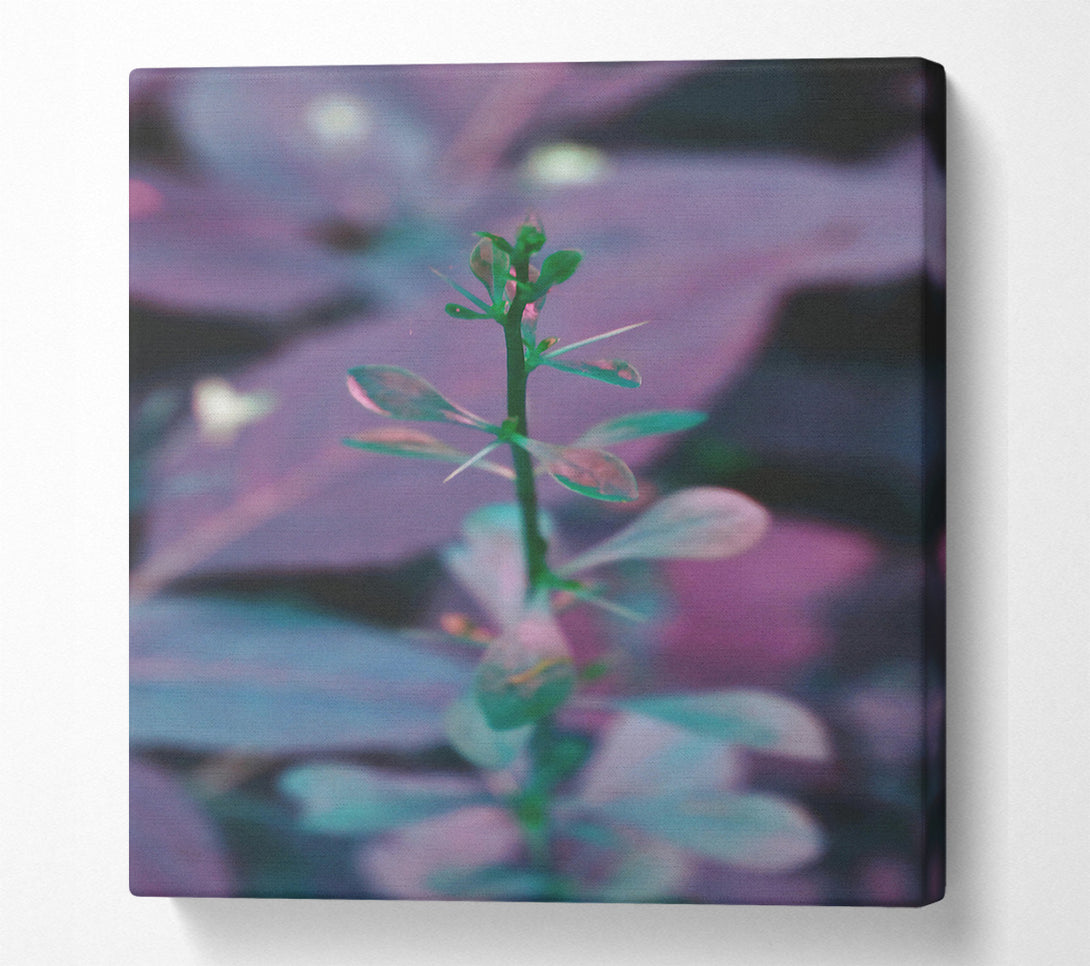  A Canvas Print of Purple Stem Growth Canvas Print