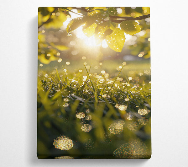  A Canvas Print of Golden Dewdrops In Grass Canvas Wall Art