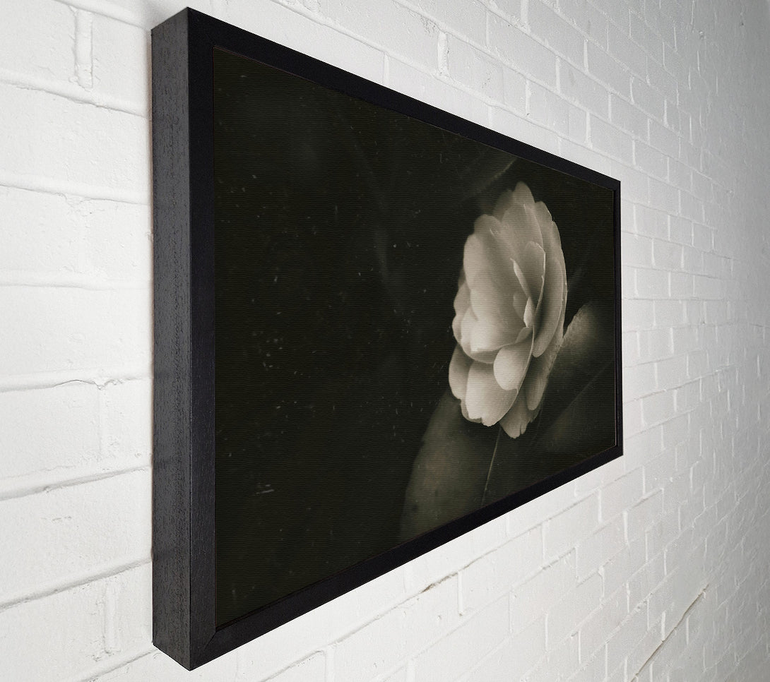  A Canvas Print of Ivory Bloom In Shadow Canvas Art