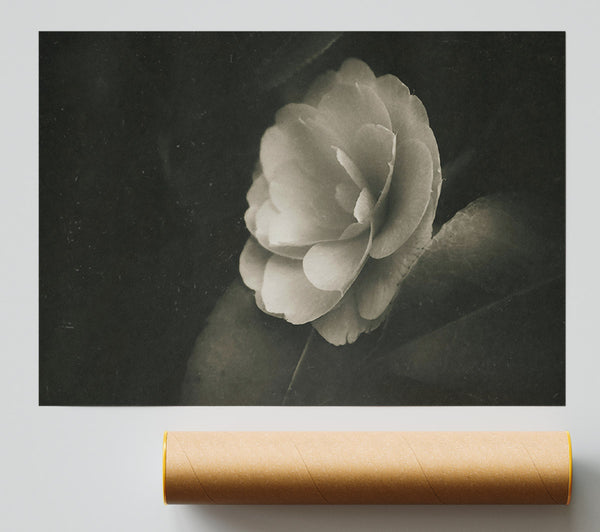 Ivory Bloom In Shadow Poster
