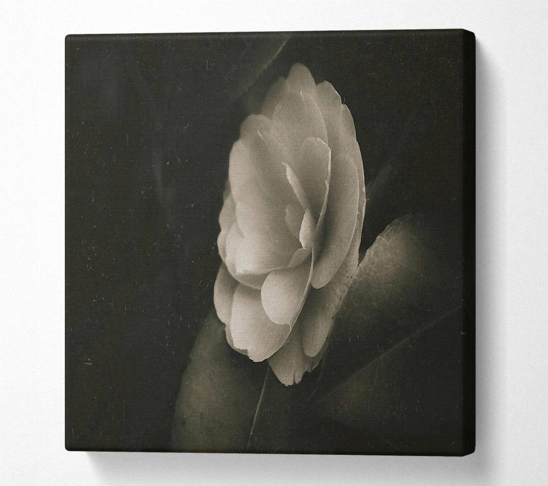  A Canvas Print of Ivory Bloom In Shadow Canvas Art