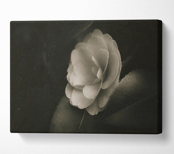  A Canvas Print of Ivory Bloom In Shadow Canvas Art