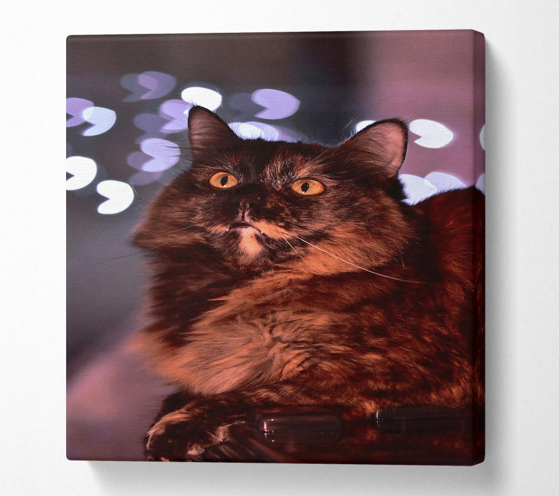  A Canvas Print of Golden Fur And Lights Canvas Art