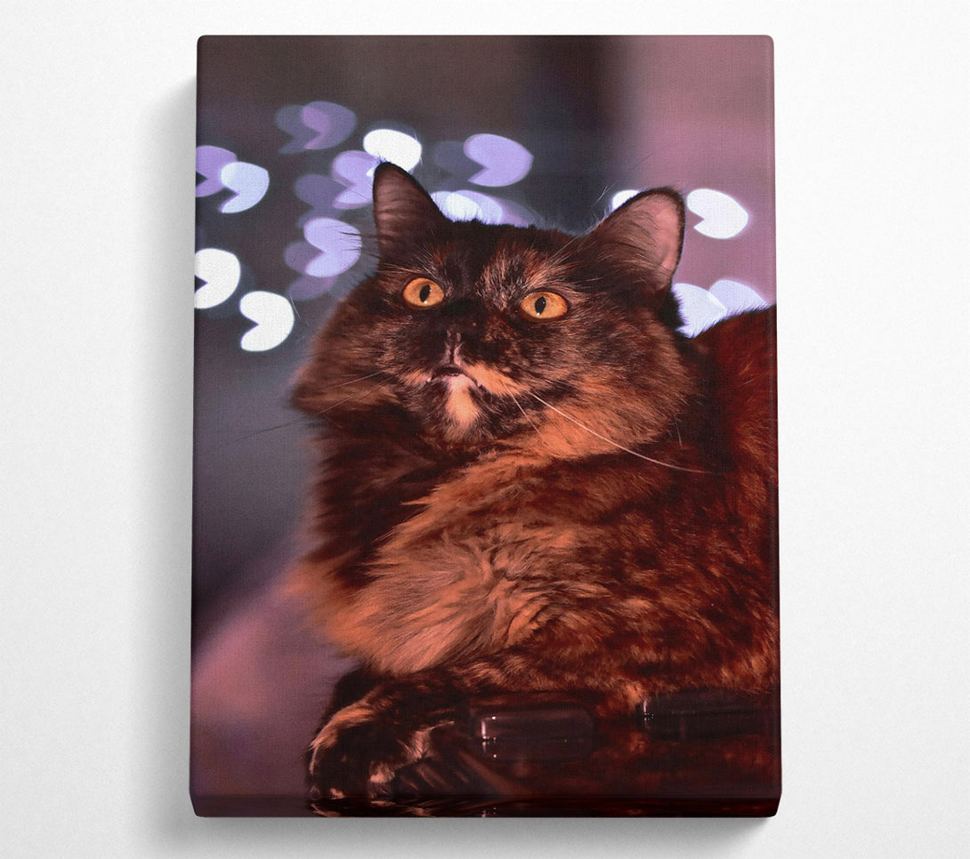  A Canvas Print of Golden Fur And Lights Canvas Art