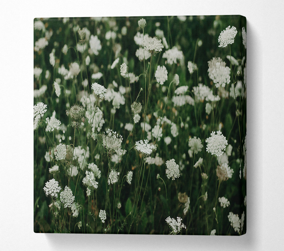  A Canvas Print of White Queen'S Lace Field Canvas Print