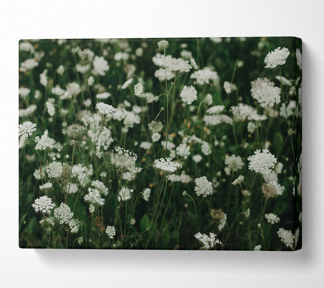  A Canvas Print of White Queen'S Lace Field Canvas Print