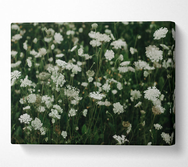  A Canvas Print of White Queen'S Lace Field Canvas Print