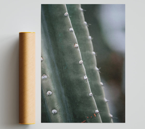 Green Cactus Spine Poster
