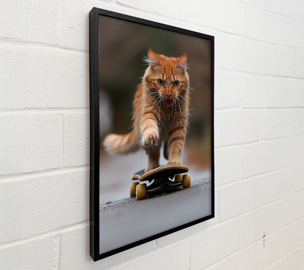 Cat Skateboarding