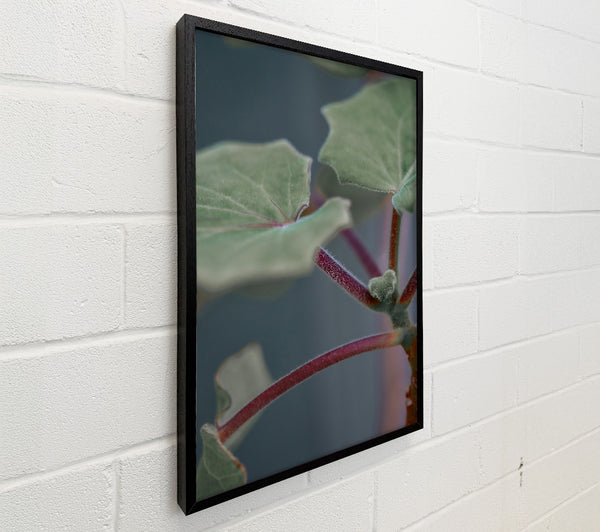 Green And Red Stems