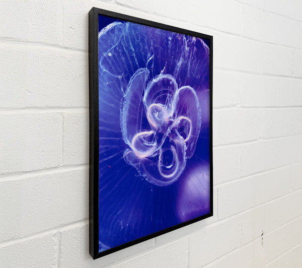 Indigo Jellyfish Bloom