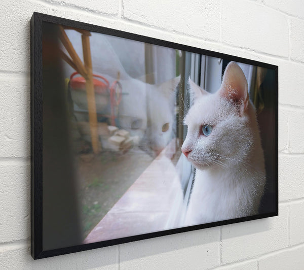 White Cat Reflections
