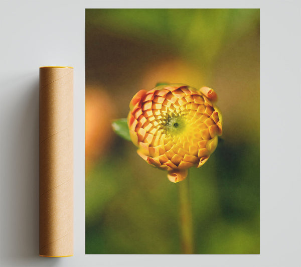 Golden Budding Beauty. Poster