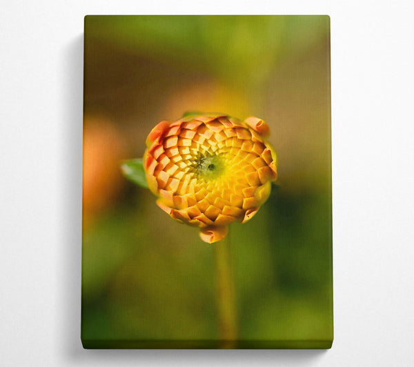  A Canvas Print of Golden Budding Beauty. Canvas Art