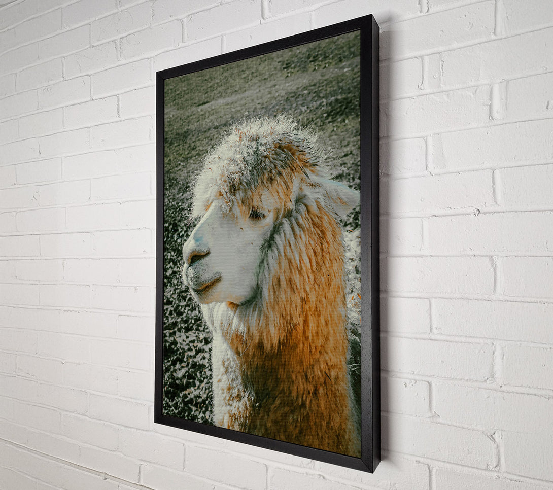  A Canvas Print of Golden Fleece Dreams Canvas Wall Art