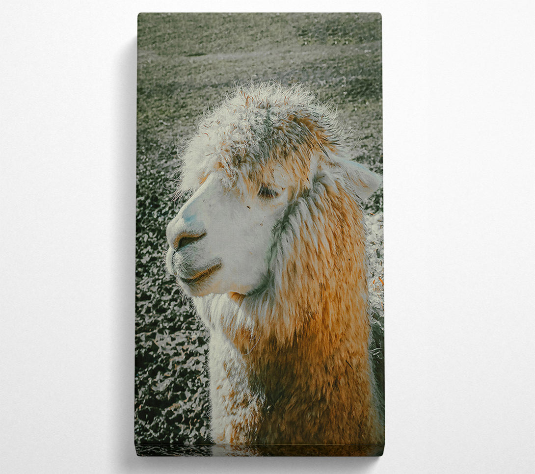  A Canvas Print of Golden Fleece Dreams Canvas Wall Art