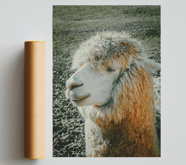 Golden Fleece Dreams Print