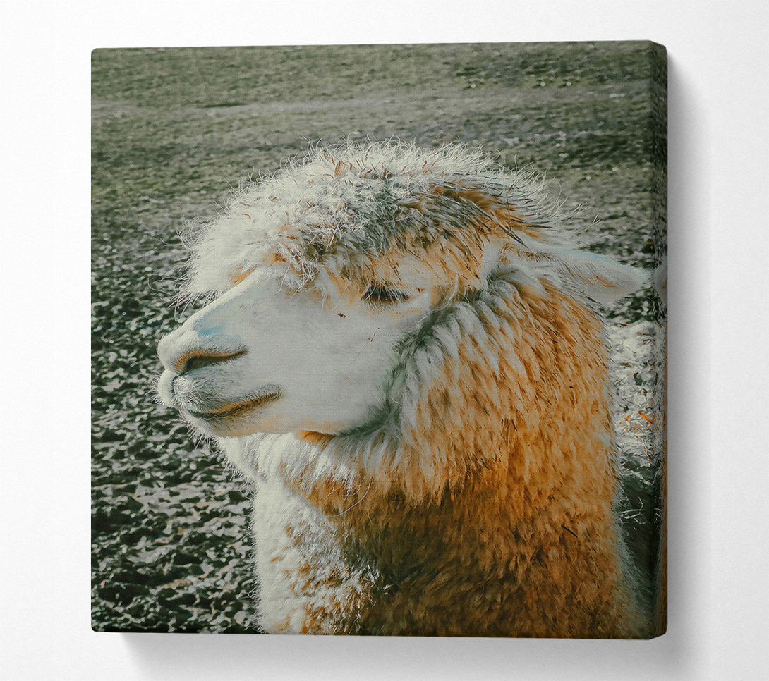  A Canvas Print of Golden Fleece Dreams Canvas Wall Art