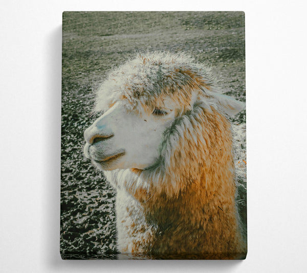  A Canvas Print of Golden Fleece Dreams Canvas Wall Art
