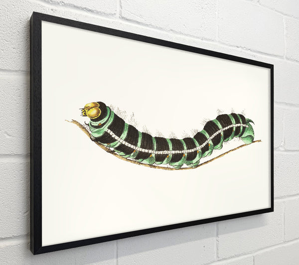 Caterpilla