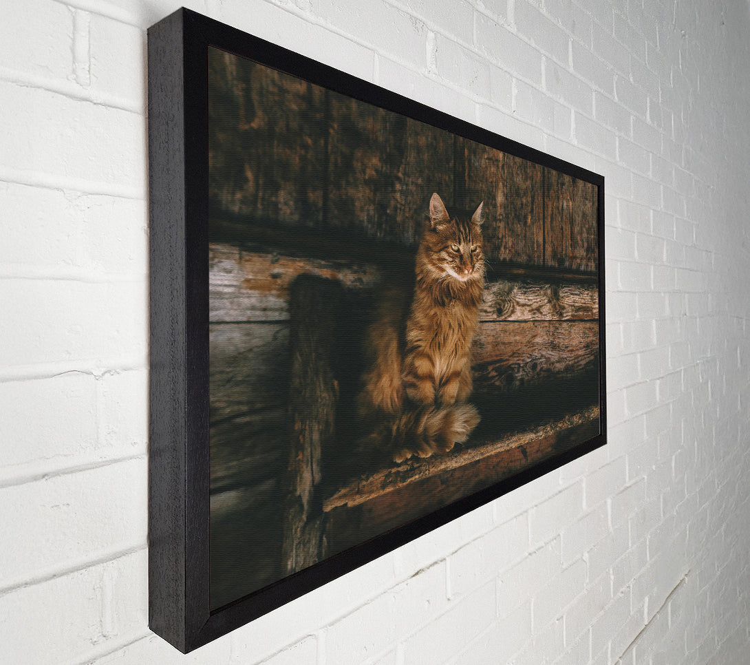  A Canvas Print of Golden Kitty On Wood Canvas Print