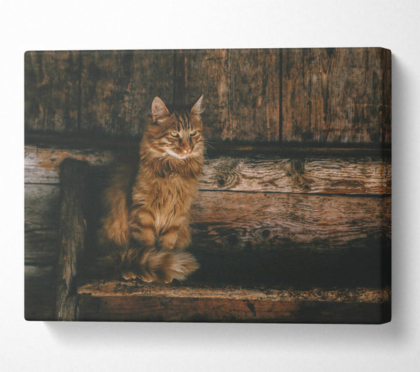  A Canvas Print of Golden Kitty On Wood Canvas Print