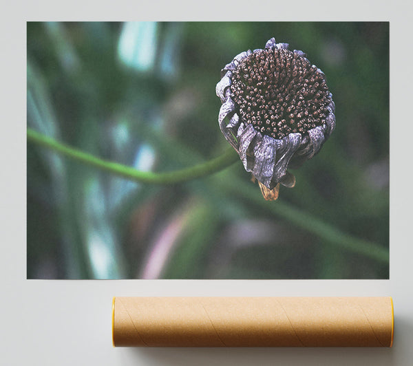 Withered Purple Bloom Giclee Print