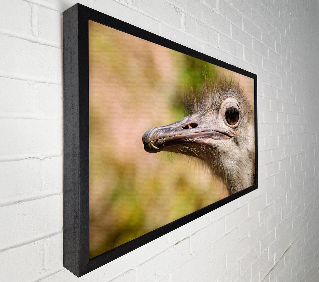  A Canvas Print of Brown Ostrich Eye Glance Canvas Art