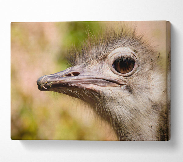  A Canvas Print of Brown Ostrich Eye Glance Canvas Art