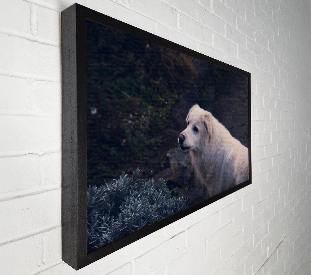  A Canvas Print of White Dog On Stone Path Canvas Art