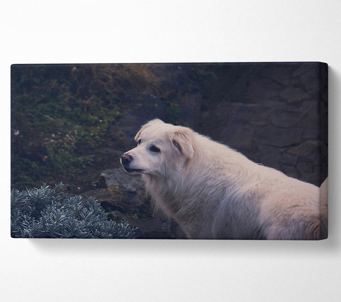  A Canvas Print of White Dog On Stone Path Canvas Art