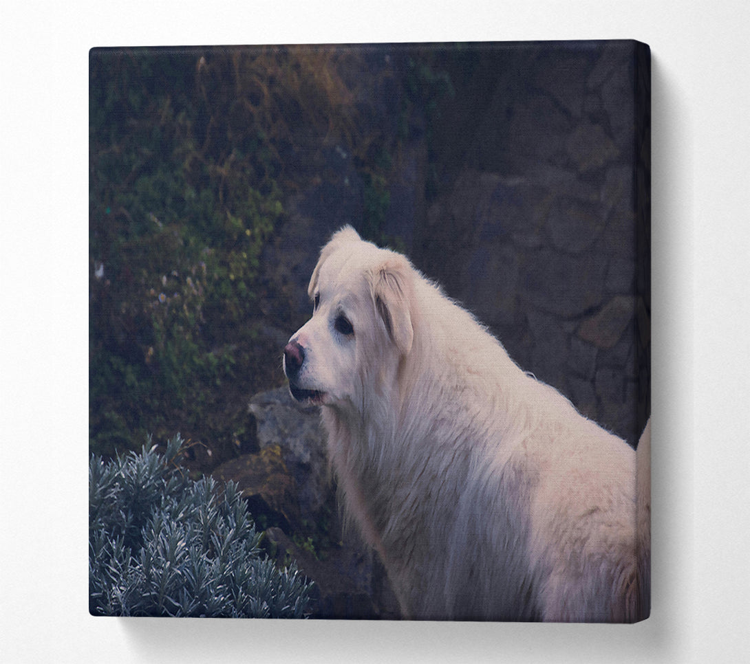  A Canvas Print of White Dog On Stone Path Canvas Art