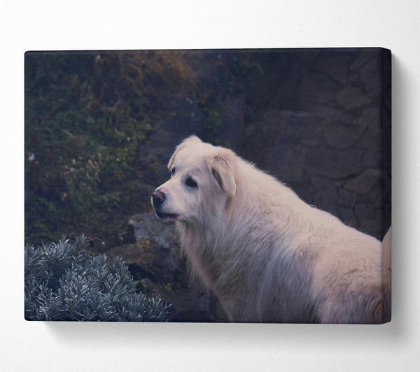  A Canvas Print of White Dog On Stone Path Canvas Art