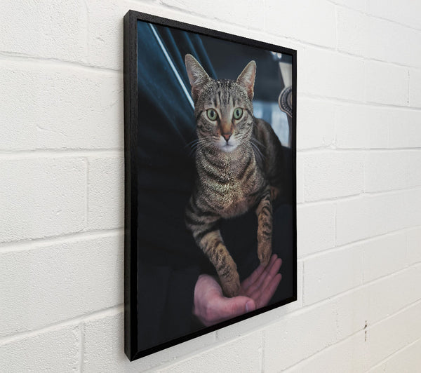 Green-Eyed Tabby Gaze