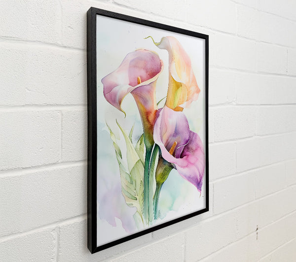 Lilac Calla Blooms