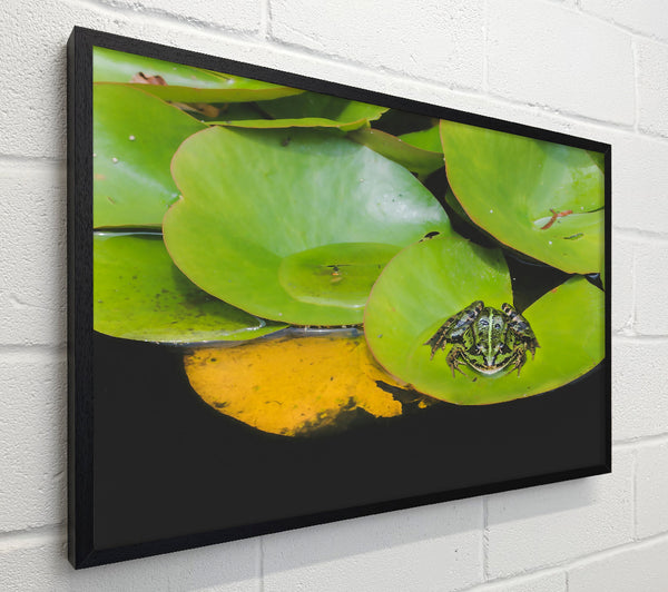 Green Lily Pad Frog