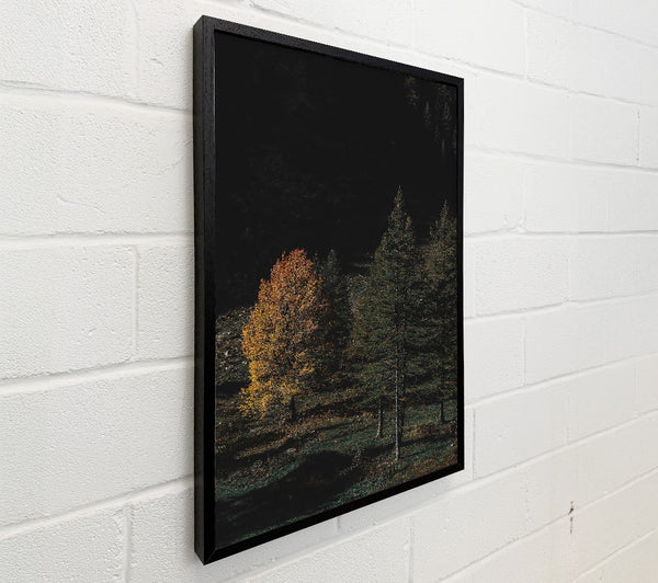 Golden Glow In Pines